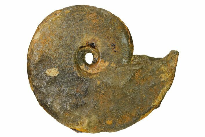 Iron Replaced Ammonite Fossil - Boulemane, Morocco #164471